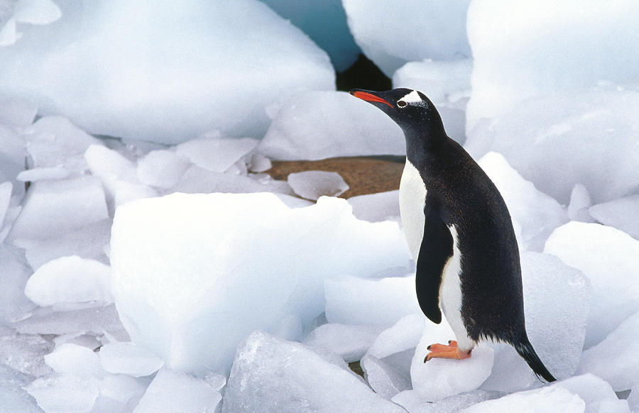 Gentoo Penguin Walking Over Ice Blocks Photograph by Richard Ianson