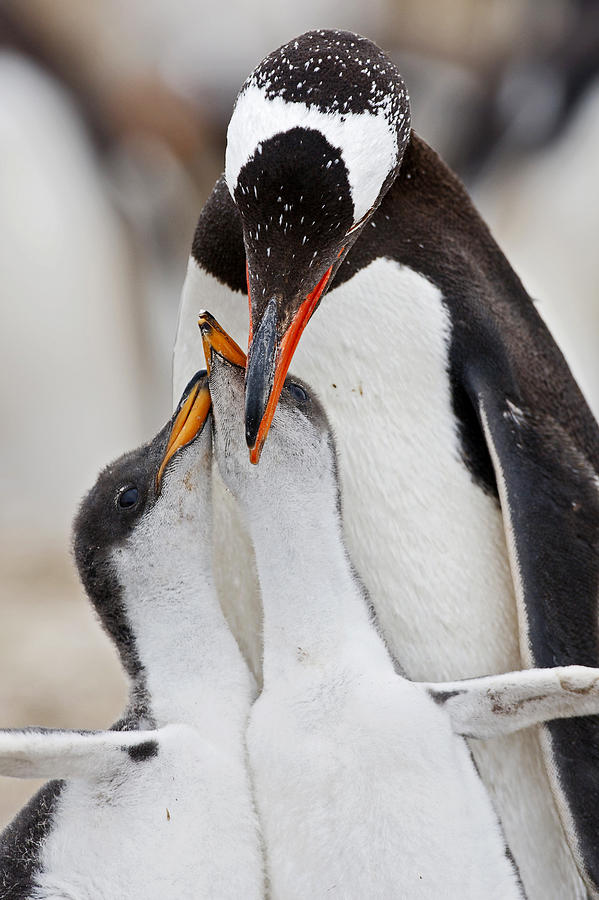 Gentoo Penguin With Begging Twins Photograph by Heike Odermatt