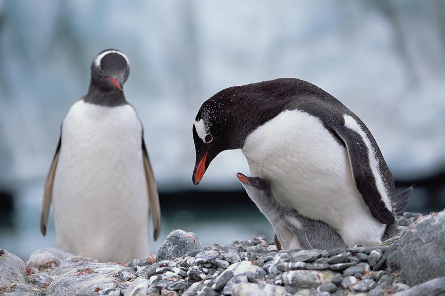 Gentoo Penguin With Chick Begging Photograph by Konrad Wothe