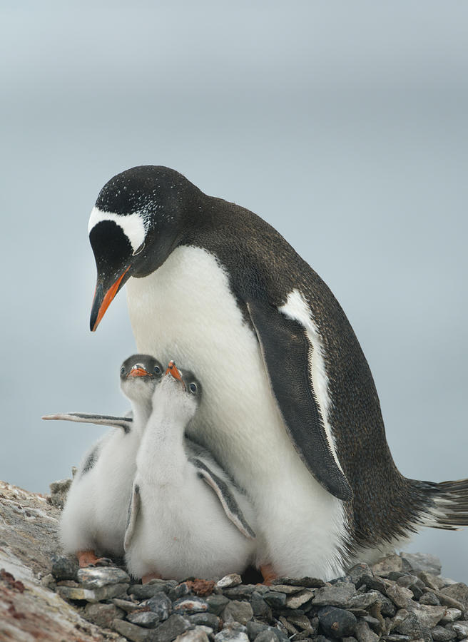 Gentoo Penguin With Chicks Antarctica Photograph by Kevin Schafer Gentoo Penguin With Chicks Antarctica Photograph by Kevin Schafer