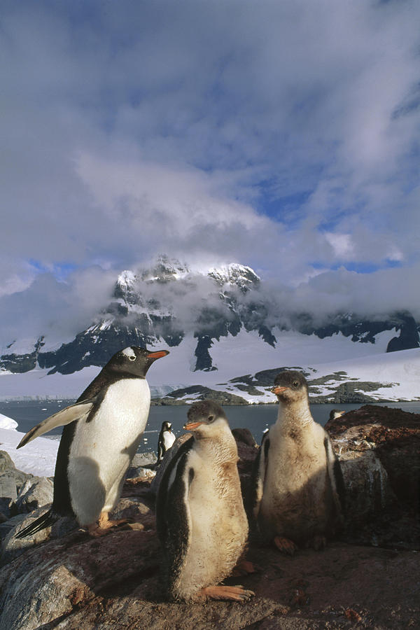Gentoo Penguin With Chicks Antarctica Photograph by Tui De Roy