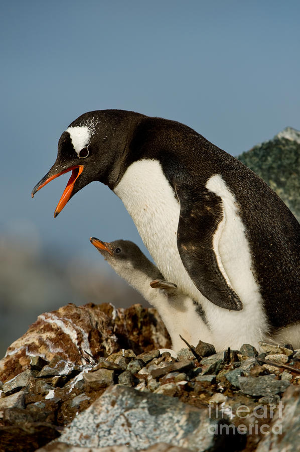 Gentoo Penguin With Young Photograph by John Shaw