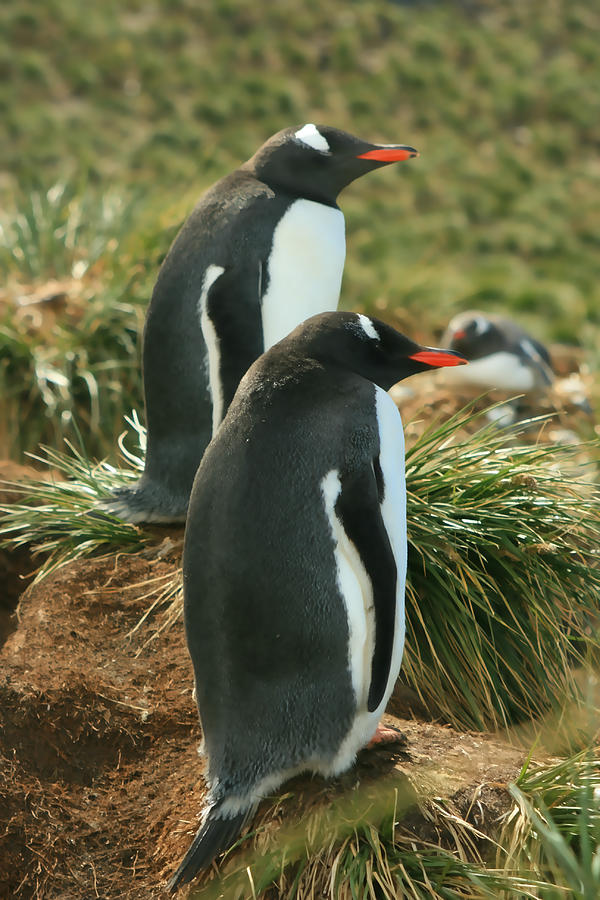 Gentoo Penguins Photograph by Amanda Stadther