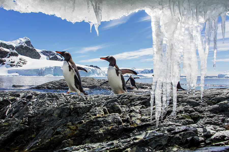 Gentoo Penguins And Icicles, Antarctica Photograph by Paul Souders