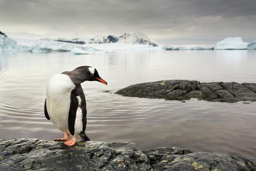 Gentoo Penguins, Antarctica Photograph by Paul Souders