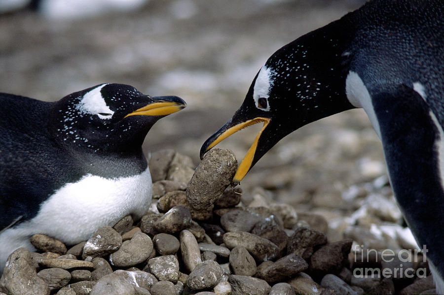 Gentoo Penguins Bonding Photograph by Gregory G. Dimijian