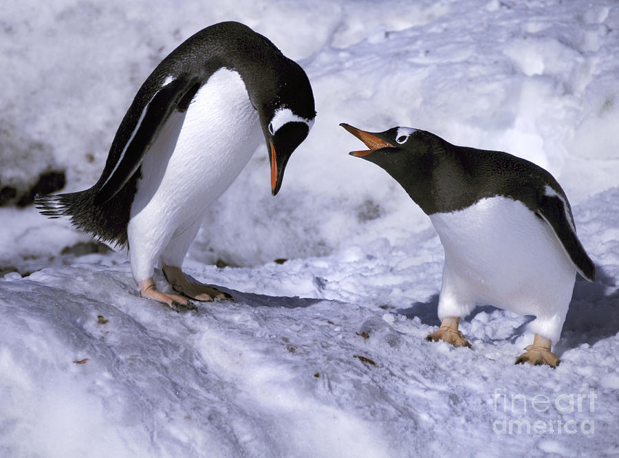 Gentoo Penguins Photograph by David Lichtneker
