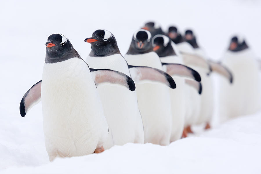 Gentoo Penguins In Line Cuverville Photograph by Alex Huizinga