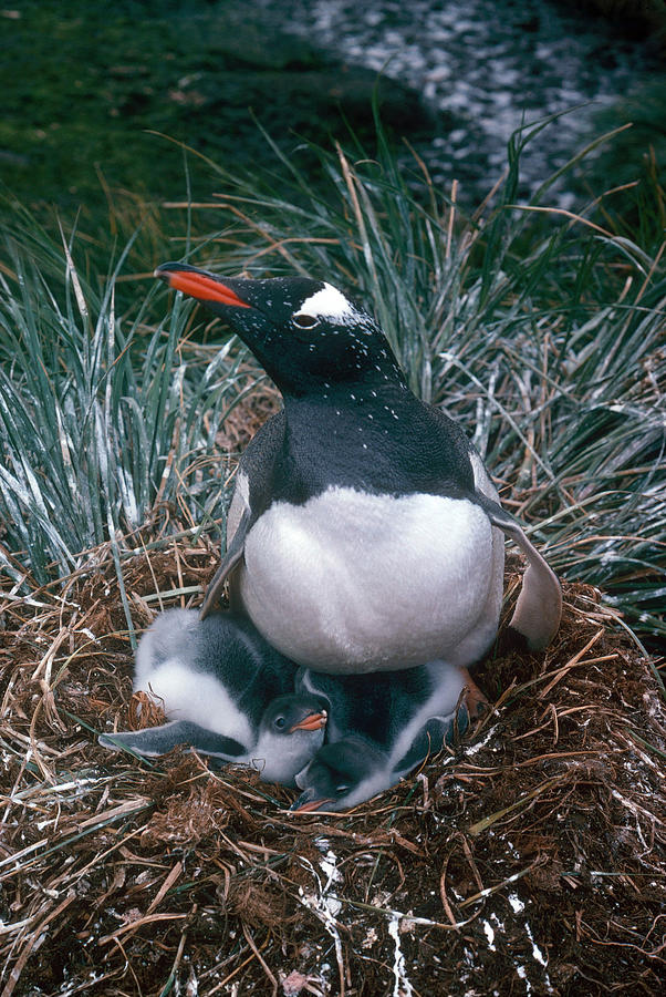 Gentoo Penguins In Nest Photograph by George Holton