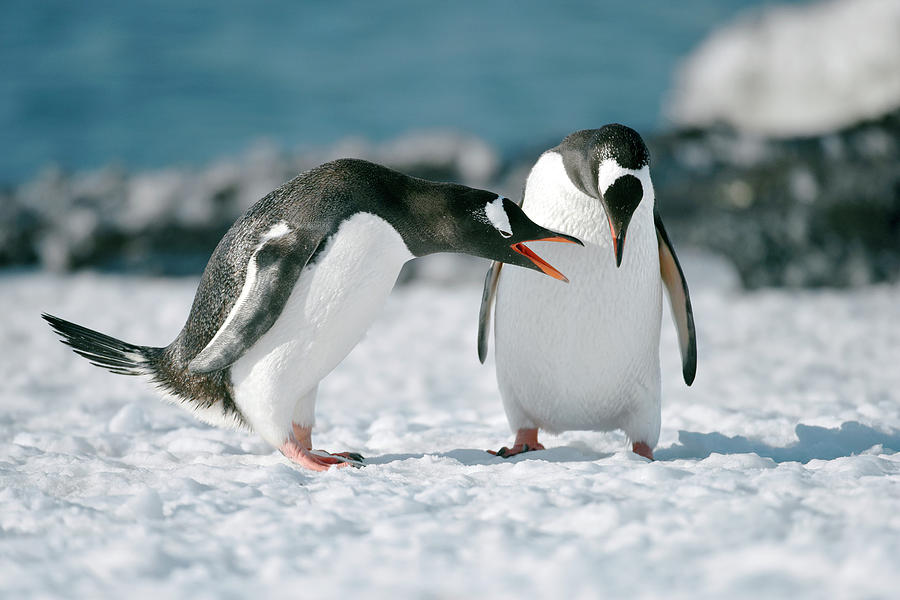 Gentoo Penguins Interacting Photograph by Dr P. Marazzi