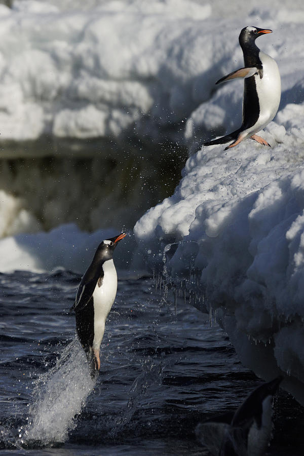 Gentoo Penguins Leaping Antarctica Photograph by Hiroya  Minakuchi