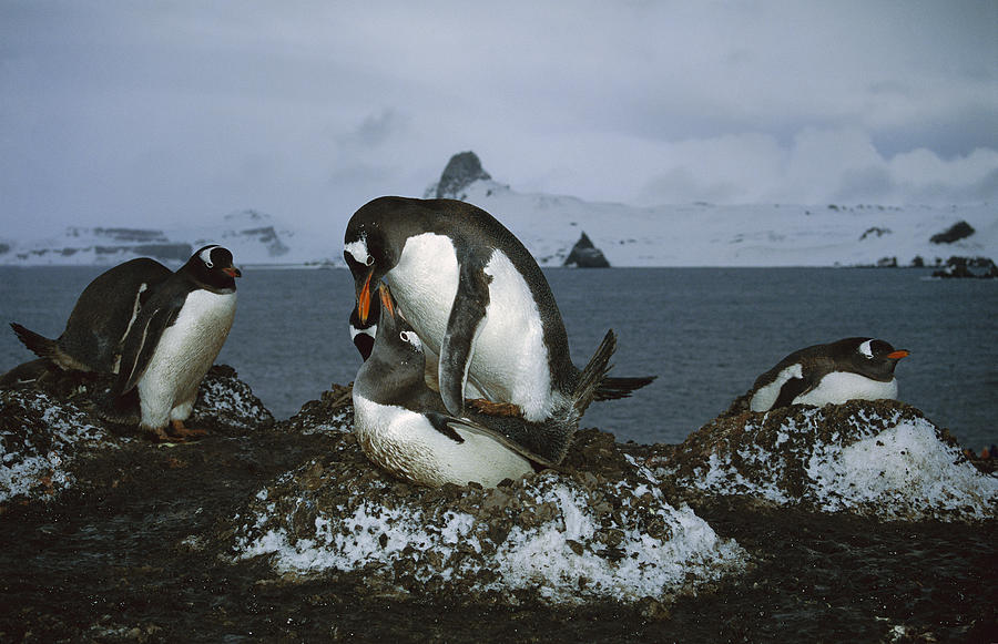 Gentoo Penguins Mating Antarctica Photograph by Tui De Roy