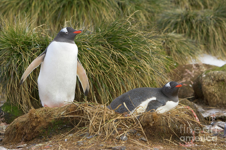 Gentoo Penguins Nesting Photograph by Yva Momatiuk John Eastcott