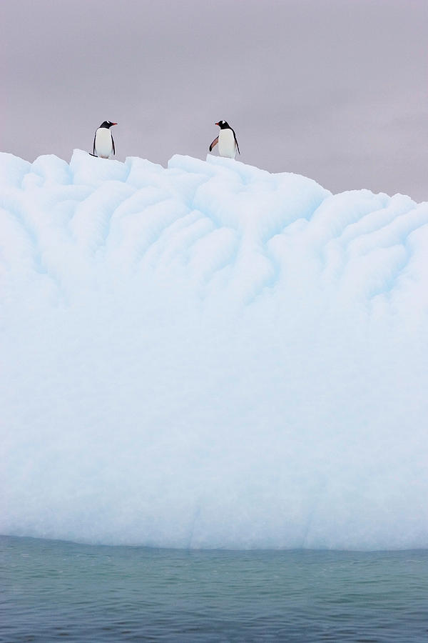 penguins on iceberg