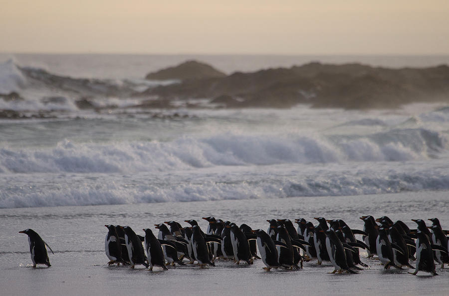 Gentoo Penguins On Beach Photograph by Richard Mcmanus