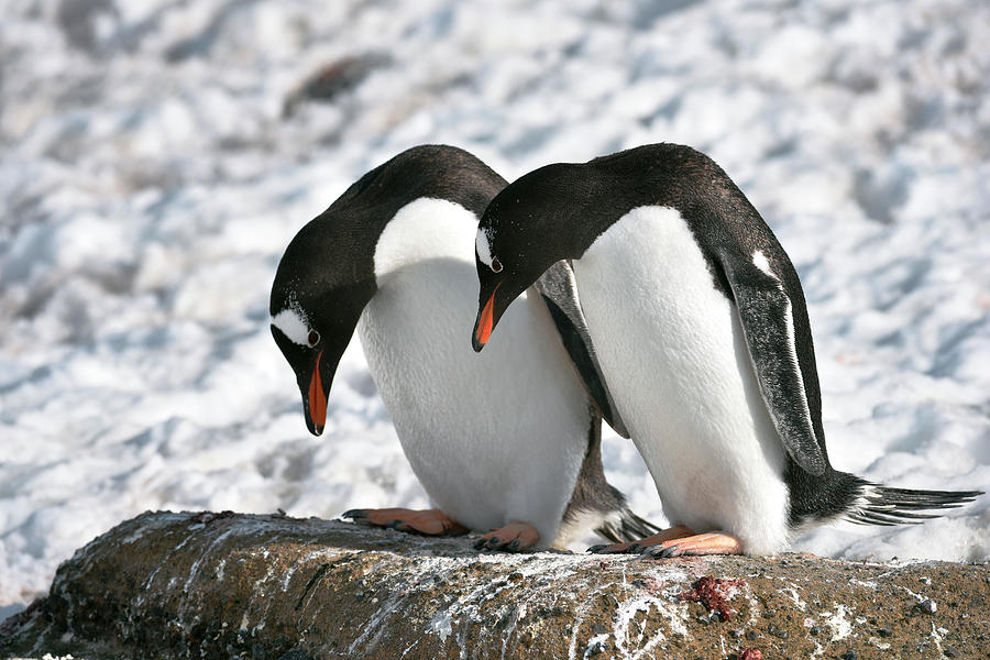 Penguin Photograph - Gentoo Penguins Pair Bonding by Dr P. Marazzi