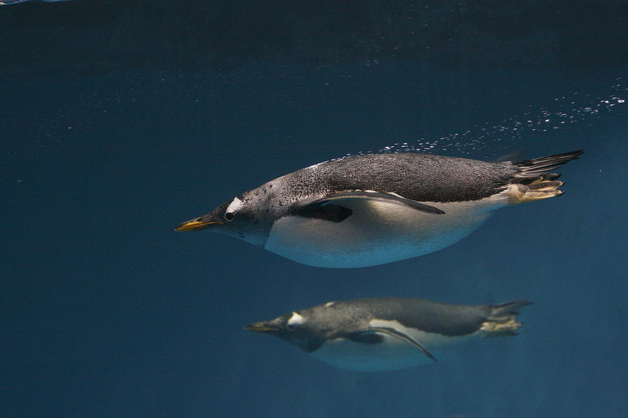 Gentoo Penguins Swimming Underwater Photograph by Hiroya Minakuchi