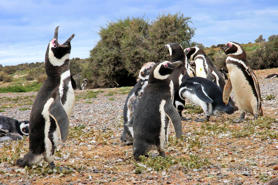 Gentoo Penguins Photograph