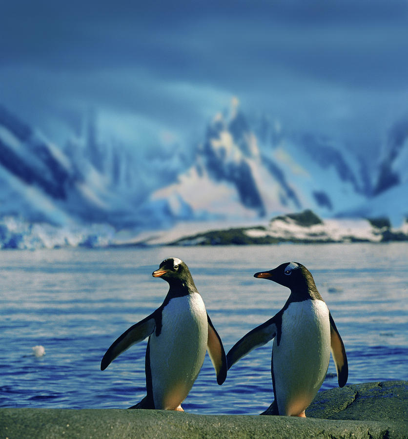 Penguin Photograph - Gentoo Penguins - True Love by Per-Andre Hoffmann