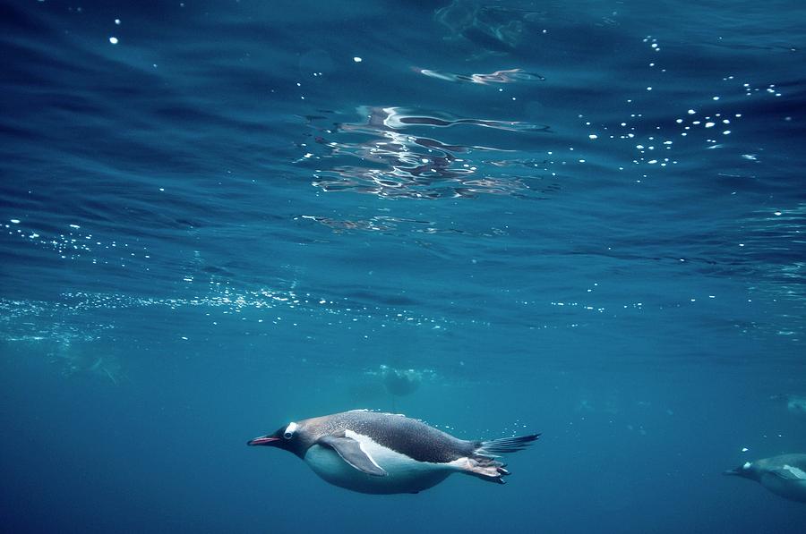 Gentoo Penguins Underwater Photograph by Louise Murray/science Photo ...