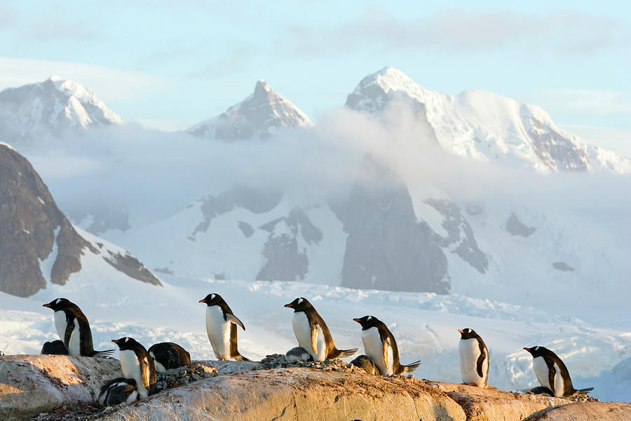 Gentoo Penguins Photograph by Science Photo Library Gentoo Penguins Photograph by Science Photo Library