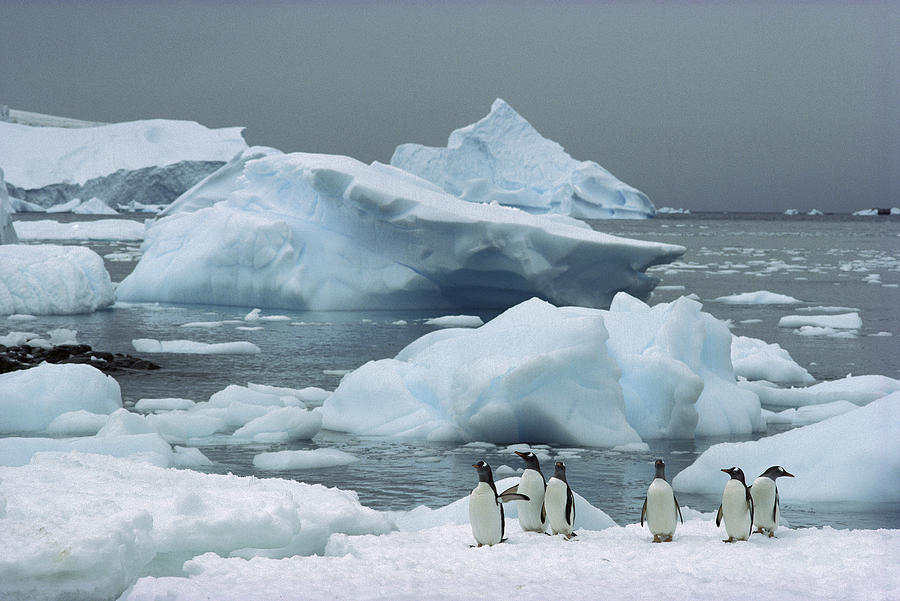 Animal Photograph - Gentoo Penguins With Icebergs Antarctica by Tui De Roy