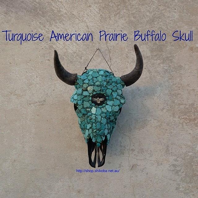 Phoenix Photograph - Genuine American Buffalo (bison) Skull by Shikoba Photography