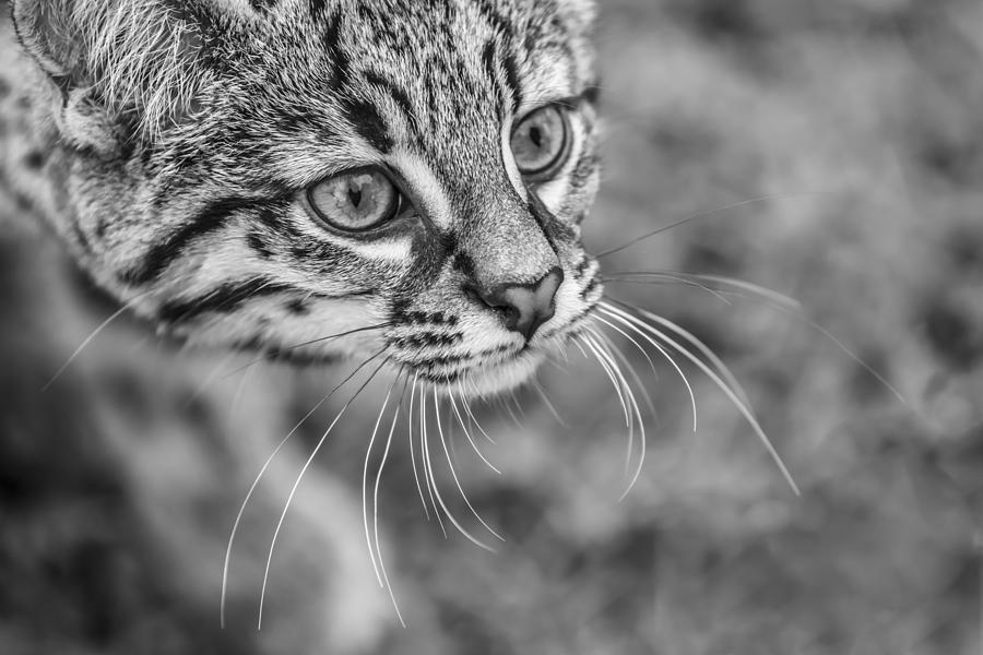 Geoffroys Cat Close Up in Black and White Photograph by Tracy Winter