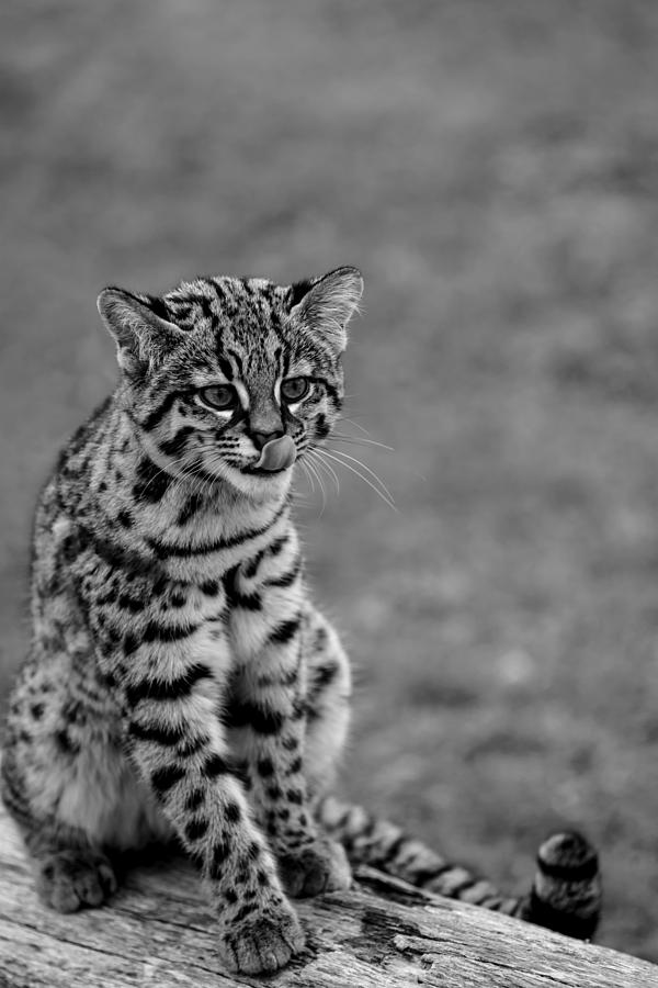 Geoffroys Cat in Black and White Photograph by Tracy Winter