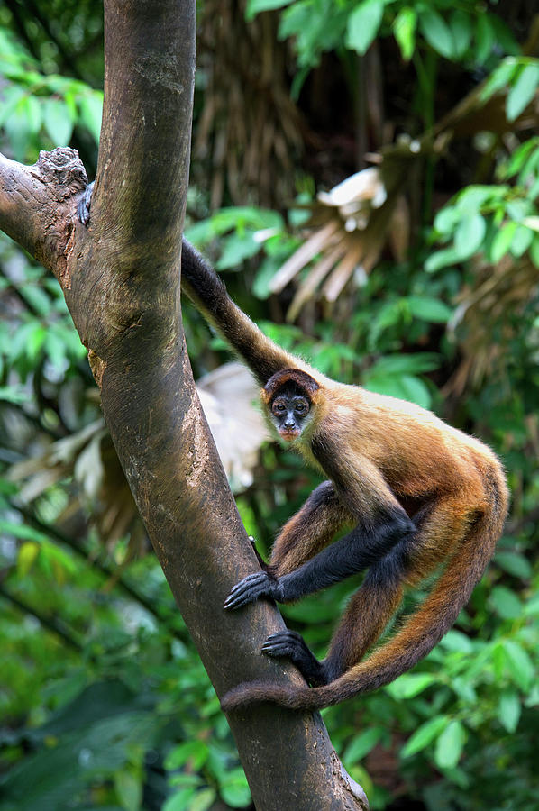 Macaco-aranha-de-Geoffroy (Ateles geoffroyi), Geoffroy's Spider Monkey