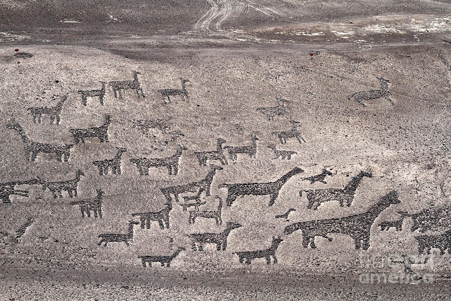 Llama Photograph - Geoglyphs at Tiliviche Chile by James Brunker