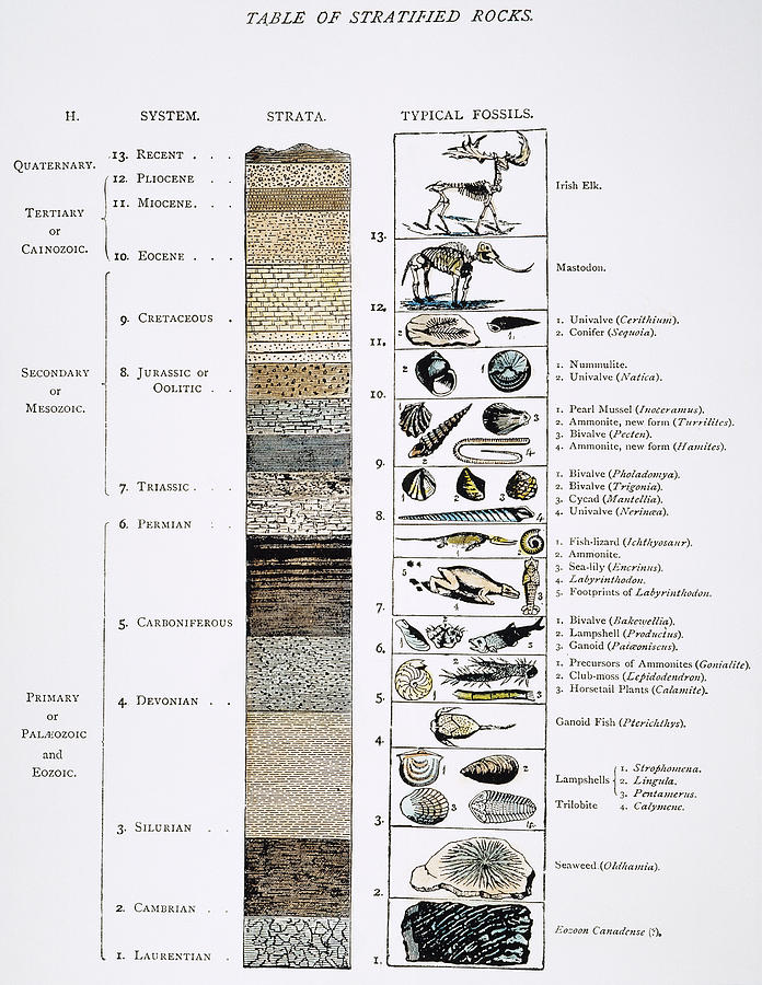 Geology Table: Prehistory Photograph by Granger
