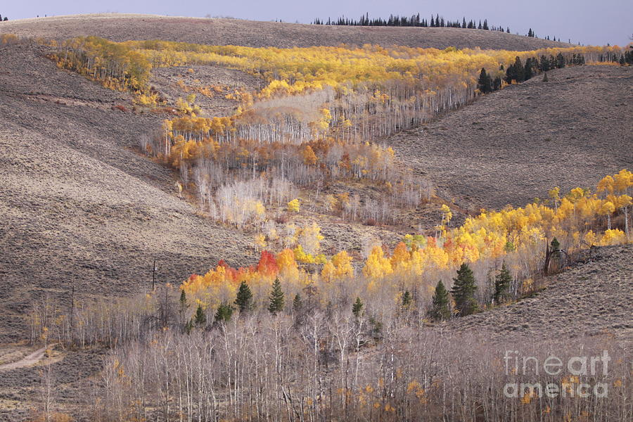 Geometric Autumn Patterns in the Rockies Photograph by Kate Purdy