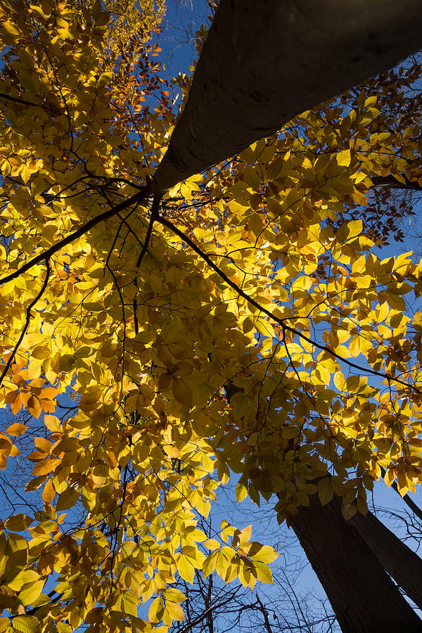 Geometric Autumn Shadows - a Vertical View Photograph by Georgia Mizuleva