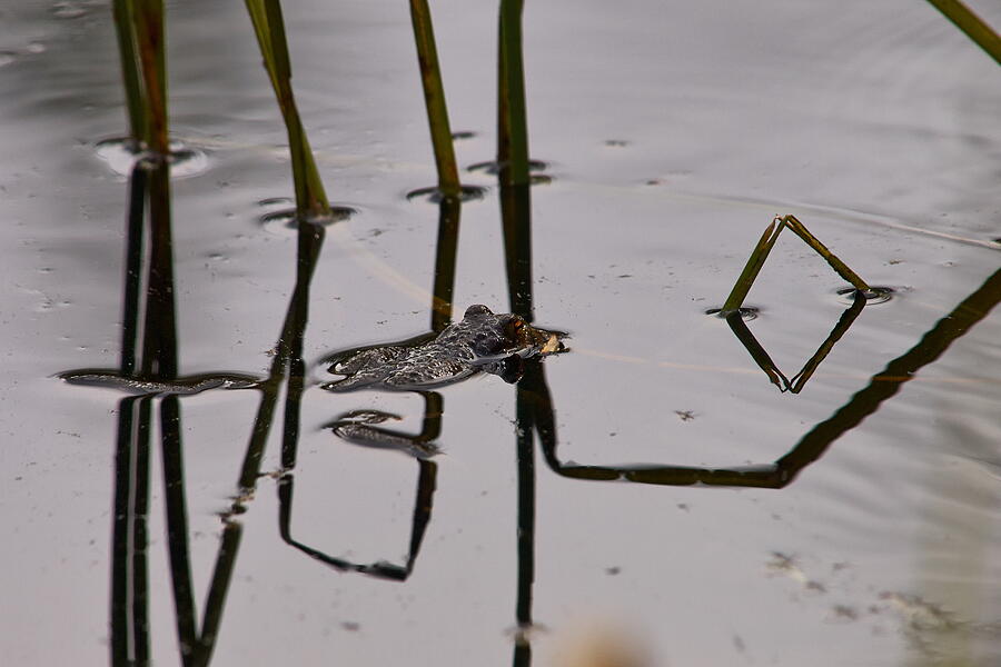 Geometry. European common brown frog Photograph by Jouko Lehto