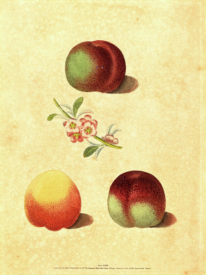 Peach Drawing - George Brookshaw, British Active 1812, Three Peaches by Litz Collection