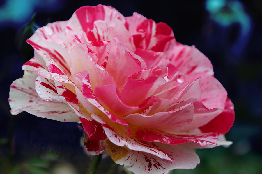 George Burns Floribunda Rose Photograph by Allen Beatty