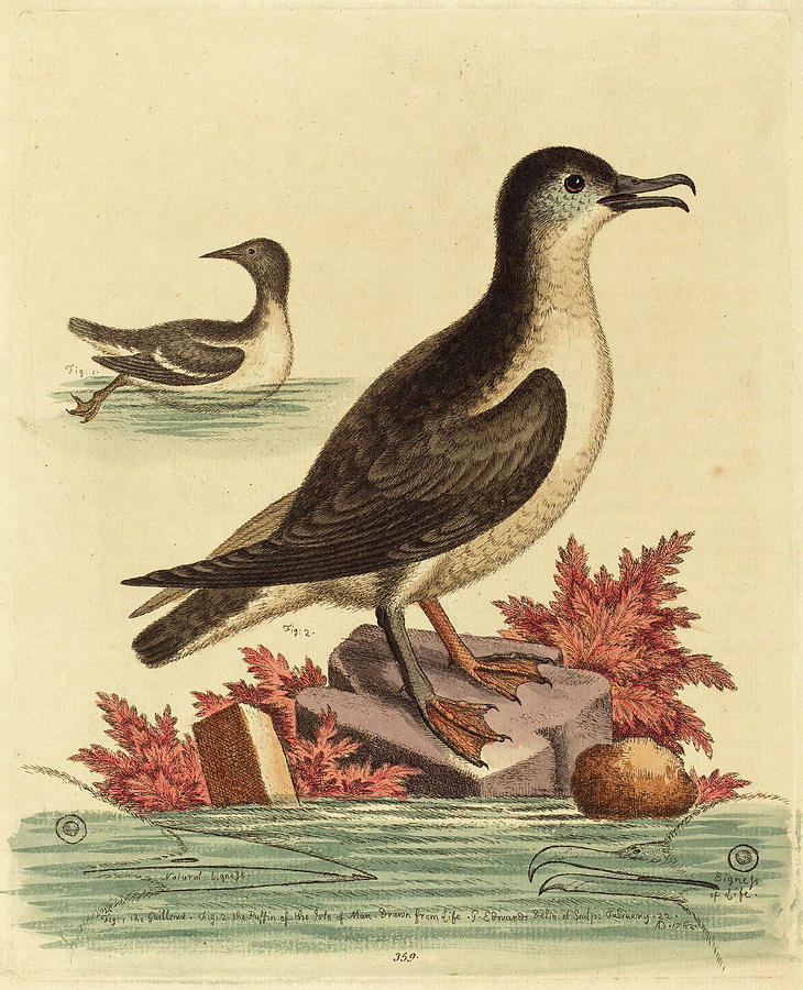Puffin Drawing - George Edwards English, 1694 - 1773, The Guillemot by Quint Lox