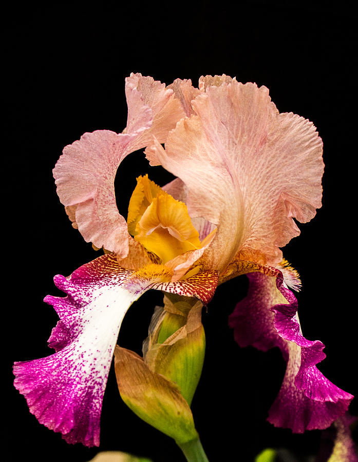 Georgeous Iris 2 Photograph by Douglas Barnett