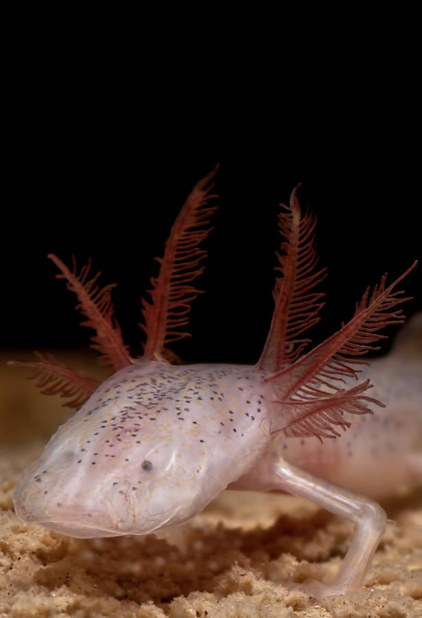Georgia Blind Salamander Photograph by Dante Fenolio