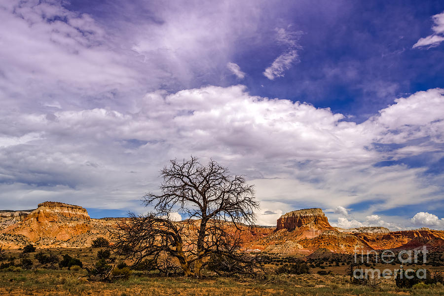 Georgia OKeefes Tree Caught Between Kitchen and Matrimonial Mesa - Ghost Ranch Abiquiu New Mexico Photograph by Silvio Ligutti