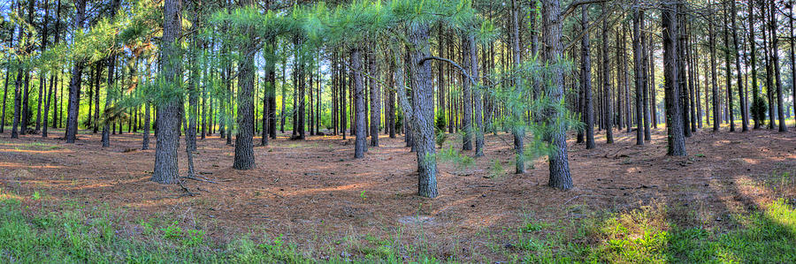 Georgia Pine Forest Photograph by Gordon Elwell