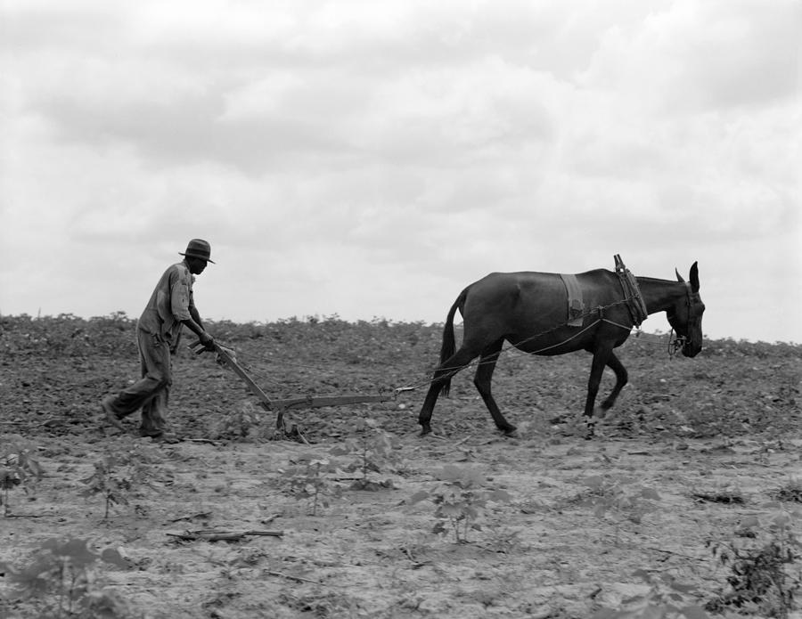 Georgia Plowing, 1937 Photograph by Granger
