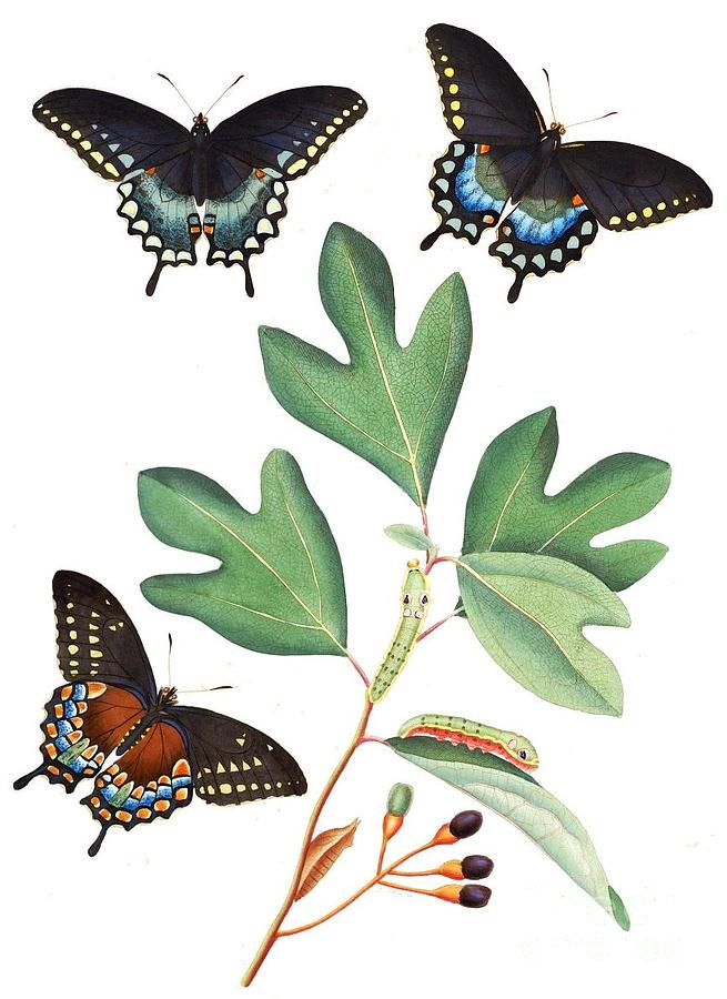 Butterfly Painting - Georgia -  Spicebush swallowtail by Thea Recuerdo