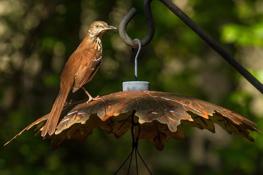 Georgia State Bird - Brown Thrasher Photograph by Robert L Jackson