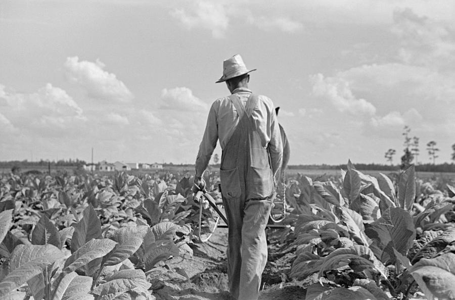 Georgia Tobacco Farm, 1938 Photograph by Granger