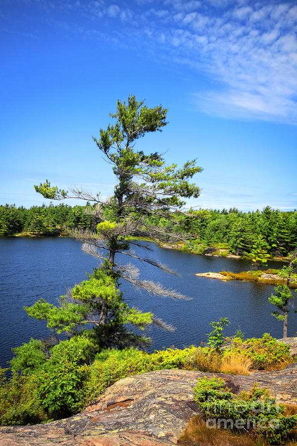 Georgian Bay Pine Tree Photograph by Charline Xia - Fine Art America