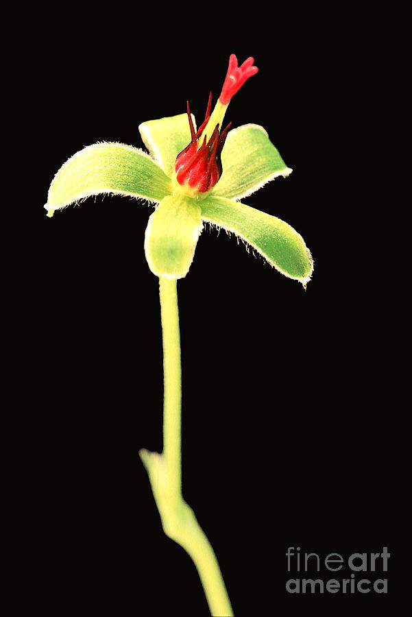 Flower Photograph - Geraniaum Ballerena by Carl Perkins