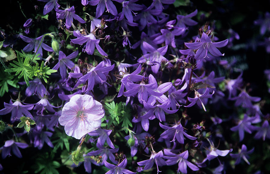 Geranium And Campanula blue Gown Photograph by Ian Gowland/science Photo Library