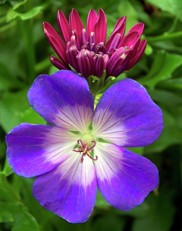 Flower Photograph - Geranium And Osteopurnum Flowers by Ian Gowland
